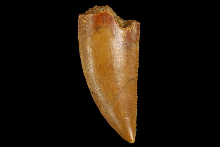 Serrated, Raptor Tooth - Real Dinosaur Tooth #124258
